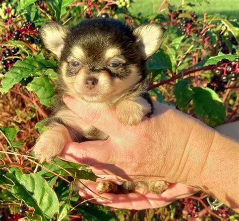 pomchi puppies for sale in nc|pomchi puppies for sale craigslist.